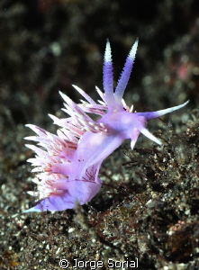 Flabellina affinis dancing on the floor,,, by Jorge Sorial 